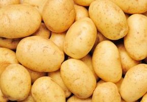 河北沽源李明富：荷兰十五土豆 漂亮