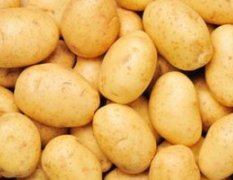 河北沽源李明富：荷兰十五土豆 漂亮