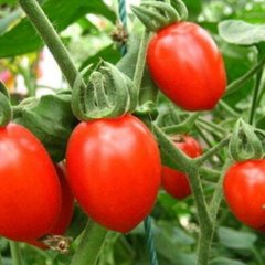 河南滑县千禧果圣女果是名优特产