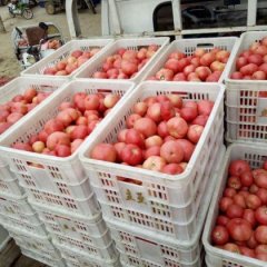 2016中牟西红柿抓住商机无限