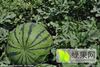 辽宁凌海西瓜合作社