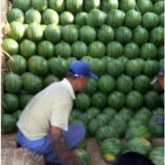 河北清苑京欣西瓜上货量大