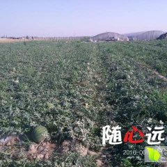 2016清苑专业西瓜代办