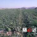 2016清苑专业西瓜代办