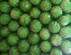 会宁家乡有西瓜5000多亩，品种齐全