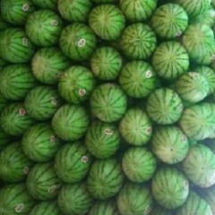 会宁家乡有西瓜5000多亩，品种齐全