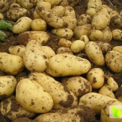 2016巨野土豆俏销大江南北