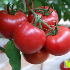 宁城大城温涛6月硬粉西红柿