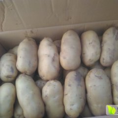 2016饶阳土豆走过路过不要错过