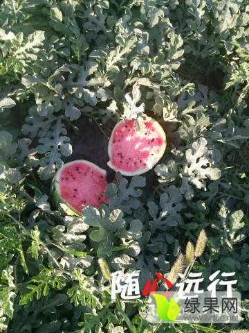 2013年河北清苑30万嫁接西瓜价格