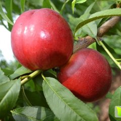 中油13号油桃