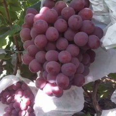 2016大荔葡萄价格波动不大