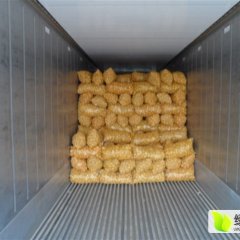 安丘担山李经理6月荷兰十五土豆