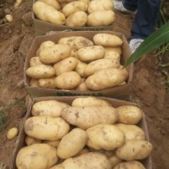 昌邑石埠代先生荷兰十五土豆诚信合作