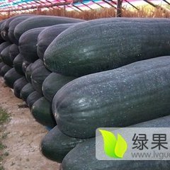 中牟子弹头冬瓜8分一斤