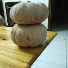 嘉鱼南瓜著名品种潘家赵兰诚信合作