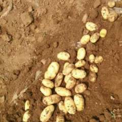 河北赵县荷兰十五土豆欢迎合作