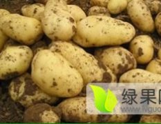 河北定州蔬菜基地大量供应莴笋 甘蓝 三号白菜
