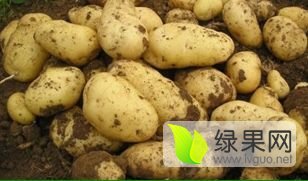 河北定州蔬菜基地大量供应莴笋 甘蓝 三号白菜