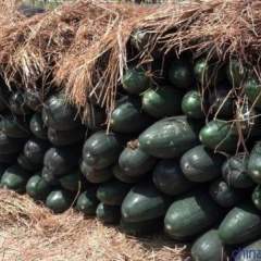 郯城冬瓜聚焦市场,红花高翠玲诚信合作