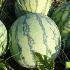 浙江温岭8424西瓜质量好