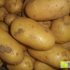 惠民大年虎生果蔬6月荷兰十五土豆