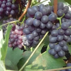 坊子葡萄随行就市,黄旗周先生诚信合作