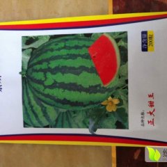 山东昌乐正大甜王种子西瓜种子著名品种