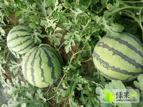 2016年辽宁新民甜王系列价格