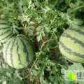 新民西瓜绿色无公害,辽宁陈秋菊诚信合作