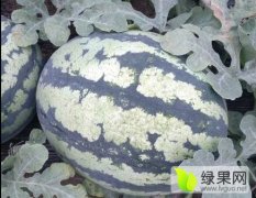 凌海市出售自家种30亩大棚西瓜