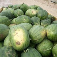 饶阳爱华黑皮无籽西瓜大量供应