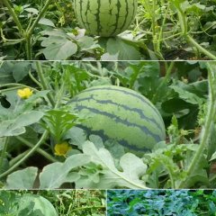 凌海凌海袁春雷7月京欣西瓜