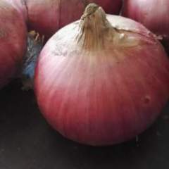 2016宁陵洋葱价格波动不大