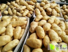 2016西山土豆今年价格有看点