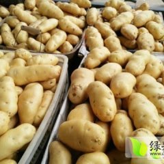 2016西山土豆今年价格有看点