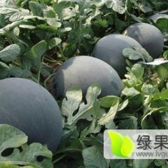 2016蒲城西瓜收购工作全面开展