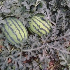 河南开封西瓜8424、美都、京欣、龙卷风、无籽西瓜供应