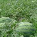 富川福利林树川6月花皮瓜西瓜