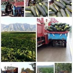 河南省焦作沁阳市冬瓜基地