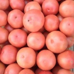 中牟韩寺胡倩杰6月硬粉西红柿