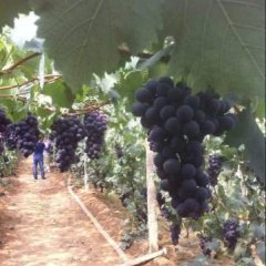 辽宁巨峰葡萄代购价格行情平稳