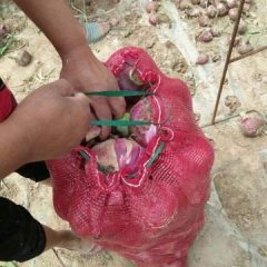 惠民洋葱产销两旺辛店胡广斌诚信合作