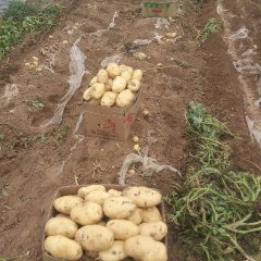 昌邑荷兰土豆上市出售