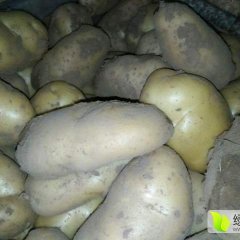 山东黄岛荷兰十五土豆品质优良