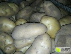 山东黄岛荷兰十五土豆品质优良