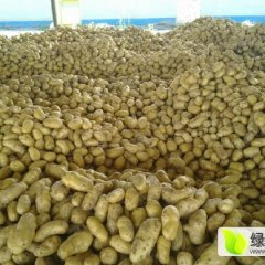 昌邑土豆。冷库土豆 董晓彤诚信合作