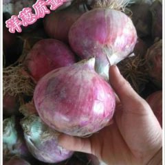 甘肃洋葱价格随行