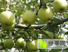 陕西大荔早熟苹果基地苹果价格苹果批发