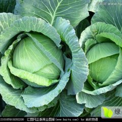 2016峨边甘蓝物美价廉，量大从优